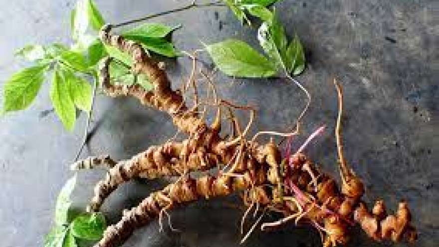 First national ginseng festival to be held in August 2023